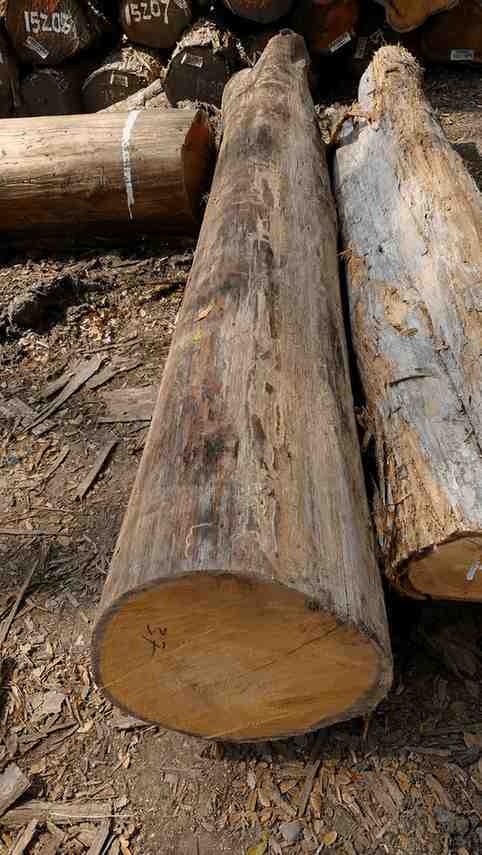 Teak di piantagione hardwood